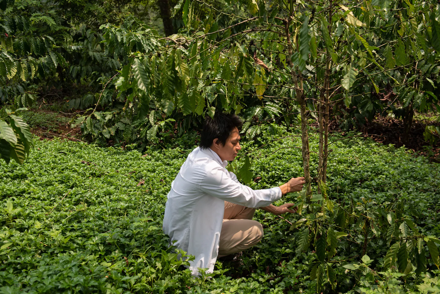 Việt Nam đang dốc toàn lực vào hạt cà phê chống biến đổi khí hậu